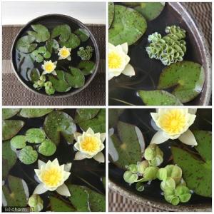 (ビオトープ)(水草)姫睡蓮(ヒメスイレン)(...の詳細画像1