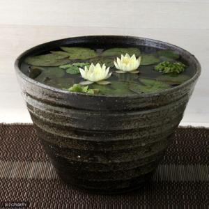 (ビオトープ)(水草)姫睡蓮(ヒメスイレン)(...の詳細画像2