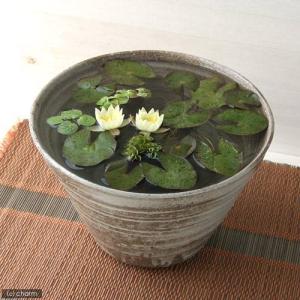 （ビオトープ）（水草）姫睡蓮（ヒメスイレン）（黄）　益子焼　姫睡蓮鉢（ヒメスイレン鉢）セット（古信楽）　説明書付　本州四国限定
