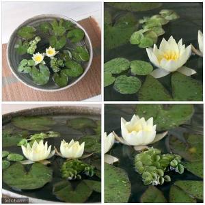 (ビオトープ)(水草)姫睡蓮(ヒメスイレン)(...の詳細画像1