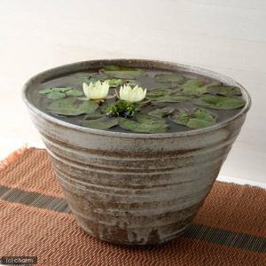 (ビオトープ)(水草)姫睡蓮(ヒメスイレン)(...の詳細画像2