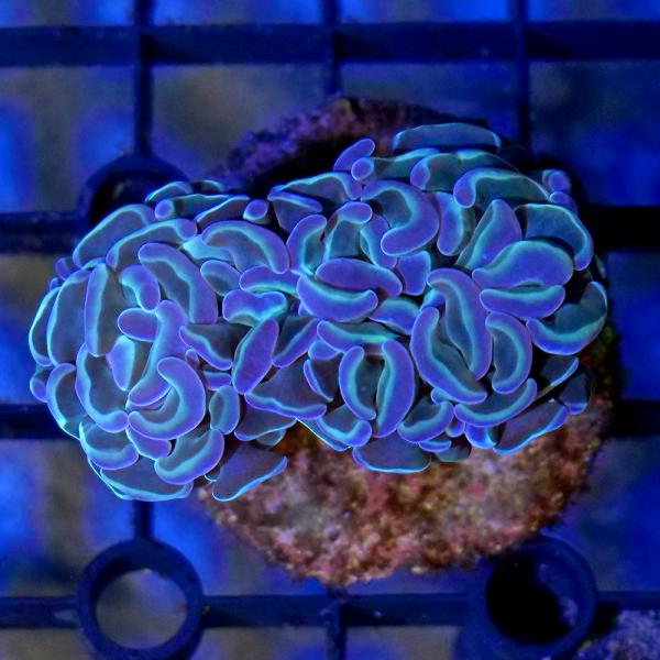 （サンゴ）一点物　インドネシア産　ナガレハナサンゴ　ホログラムハンマー　ＣＭ−１９０６７（１個）　北...