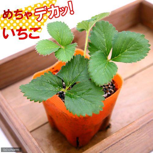 （観葉植物）デルモンテ　野菜苗　イチゴ　めちゃデカッ！いちご（四季成り）　３号（１ポット）　家庭菜園...