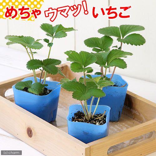 （観葉植物）デルモンテ　野菜苗　イチゴ　めちゃウマッ！いちご（四季成り）　３号（１ポット）　家庭菜園...