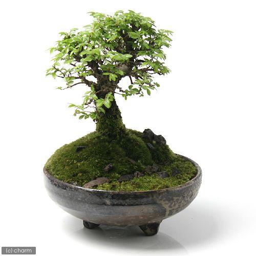 アウトレット品　睡蓮鉢　益子焼　足付丸鉢　灰釉　訳あり