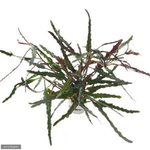 （テラリウム）ヘミグラフィス　レパンダ（無農薬）（２本）