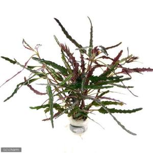 (テラリウム)ヘミグラフィス レパンダ(無農薬...の詳細画像1