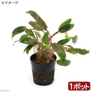 水草）クリプトコリネ ヒュードロイ Bengkayang