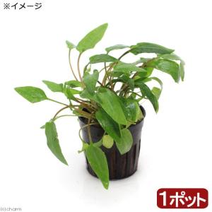 水草）ブセファランドラsp．キャサリン レッド（東南便）（水上葉