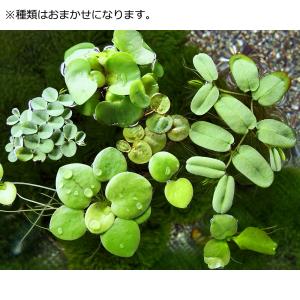 (水草)おまかせメダカ・金魚藻セット 浮草付(...の詳細画像1