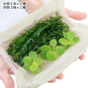 (水草)おまかせメダカ・金魚藻セット 浮草付(...の詳細画像2