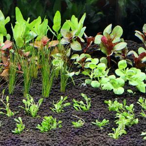 （水草）おまかせ水上葉　レイアウトセット　３０ｃｍ水槽用　６種（無農薬）（１パック）（水草説明書付）