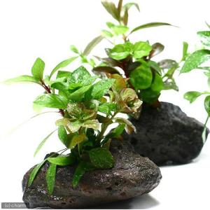 チャーム（charm） （水草）ホシクサsp．クチ（水中葉）（無農薬