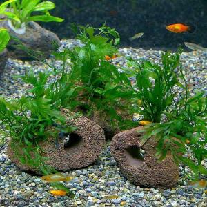 ブセファランドラ Bucephalandra sp. Dark Velvet : Fairy Selection