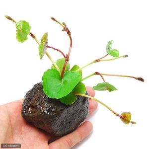 水草 ハイグロフィラ サリチフォリア 水上葉 無農薬 ６本 チャーム Charm Paypayモール店 通販 Paypayモール
