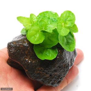 （水草）カーナミン（水上葉）穴あき溶岩石付（無農薬）（１個）　北海道航空便要保温