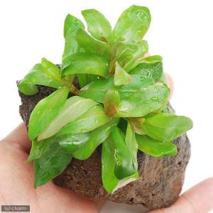 水草）エキノドルス ホレマニーグリーン（インボイス） 東南便（水上葉
