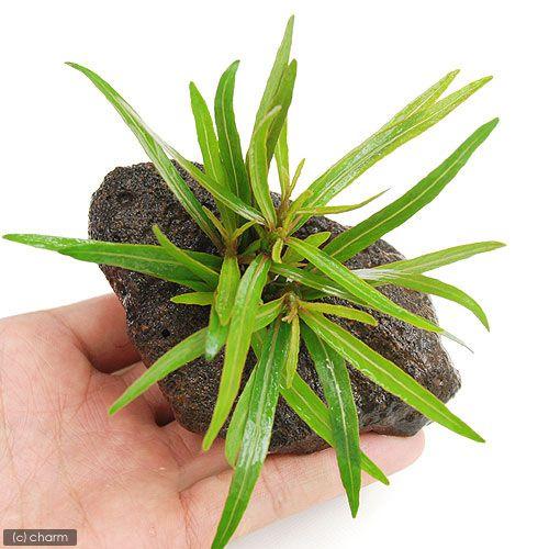 （水草）アラグアイア　レッドシャープリーフ　ハイグロ（水上葉）穴あき溶岩石付（無農薬）（１個）