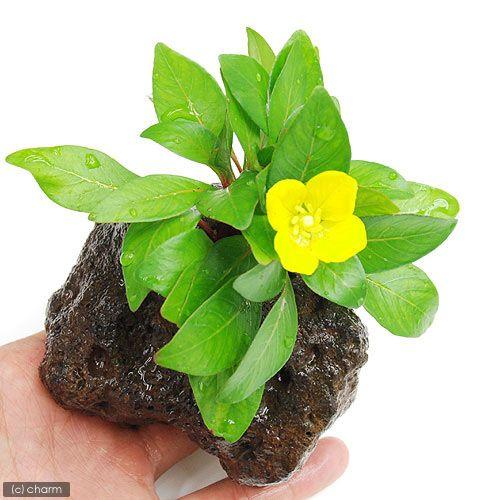（水草）ルドウィジア　インクリナータ　キューバ（水上葉）穴あき溶岩石付（無農薬）（１個）