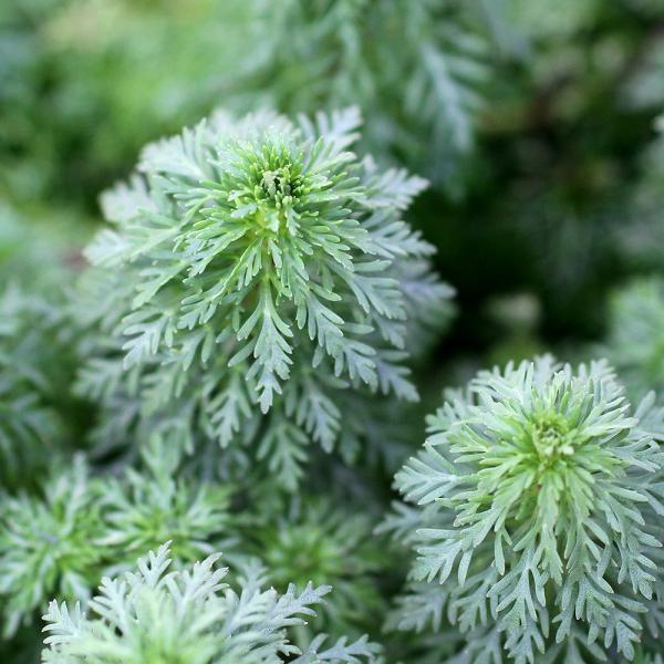 （水草）アンブリア（水上葉）（無農薬）（５本）