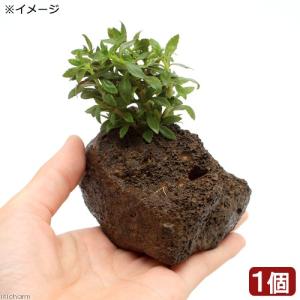 チャーム（charm） （水草）巻きたて プレミアムグリーンモス 溶岩石