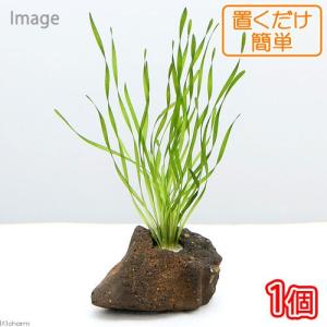 水草）バリスネリアsp． リトルヤバクリーク産（水中葉）（無農薬 