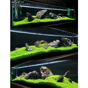 (水草)キューバパールグラス(水上葉)キューブ...の詳細画像3