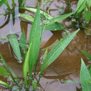 (ビオトープ)水生植物 ヘラオモダカ(1ポット...の詳細画像1