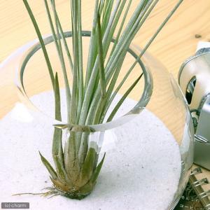 (観葉植物)エアープランツ チランジア ジュンセ...の商品画像
