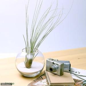(観葉植物)エアープランツ チランジア ジュン...の詳細画像1