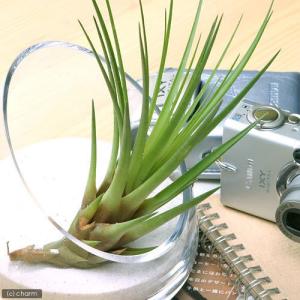 《一時非表示》（観葉植物）エアープランツ　チランジア　トリコロール　メラノクラテル（１株）