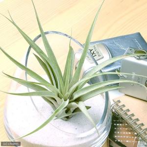 (観葉植物)エアープランツ チランジア カピター...の商品画像