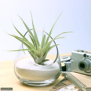(観葉植物)エアープランツ チランジア カピタ...の詳細画像1