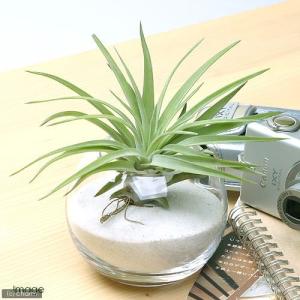 (観葉植物)エアープランツ チランジア ハリシ...の詳細画像1