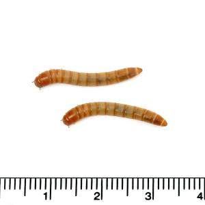冷蔵★(生餌)死着保証あり ミルワーム 20カ...の詳細画像1