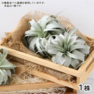 観葉植物）一点物 エアープランツ チランジア テクトラム ワイドリーフ