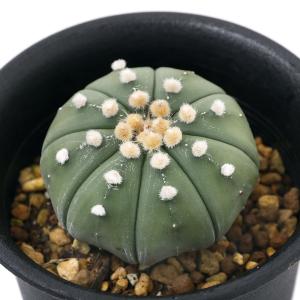 スーパーセール 観葉植物 一点物 サボテン アストロフィツム ミラクル兜 直径約６ ５ｃｍ ４号 １鉢 沖縄別途送料 その他観葉植物 Www Nepalmountaintrekkers Com