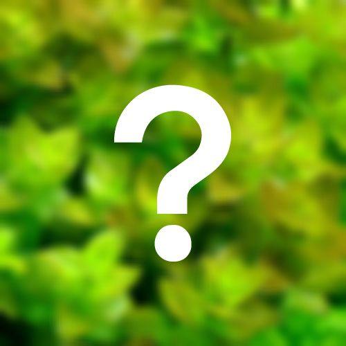 （水草）おまかせバコパ（水上葉）２種×５本セット（無農薬）（計１０本）