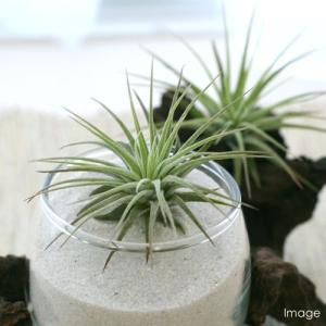 （観葉植物）エアープランツ　チランジア　イオナンタ　ルブラ（１株）