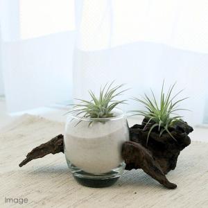 (観葉植物)エアープランツ チランジア イオナ...の詳細画像1