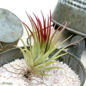観葉植物：特大チランジア キセログラフィカ*現品 エアープランツ 銀葉
