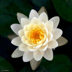 (ビオトープ)睡蓮 温帯性睡蓮(スイレン)(白)...の商品画像