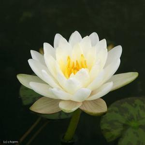 (ビオトープ)睡蓮 温帯性睡蓮(スイレン)(白...の詳細画像1