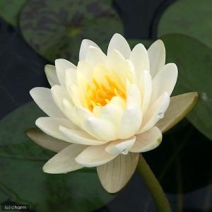 (ビオトープ)睡蓮 温帯性睡蓮(スイレン)(白...の詳細画像2