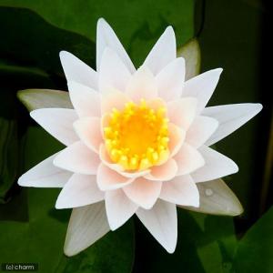 （ビオトープ）睡蓮　温帯性睡蓮（スイレン）（白〜桃）　ウォルター　ペイゲルス　Ｗａｌｔｅｒ　ＰａｇｅｌＳ　（１ポット）（休眠状態）