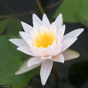 (ビオトープ)睡蓮 温帯性睡蓮(スイレン)(白...の詳細画像1