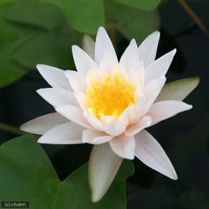 (ビオトープ)睡蓮 温帯性睡蓮(スイレン)(白...の詳細画像2