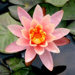 (ビオトープ)睡蓮 温帯性睡蓮(スイレン)(オ...の詳細画像1