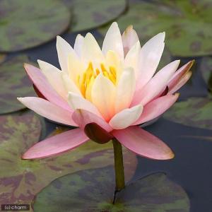 (ビオトープ)睡蓮 温帯性睡蓮(スイレン)(オ...の詳細画像2