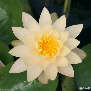 (ビオトープ)睡蓮 温帯性睡蓮(スイレン)(オレ...の商品画像